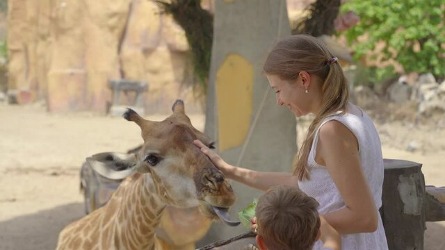A young woman and her little son feed giraffes in a safari park