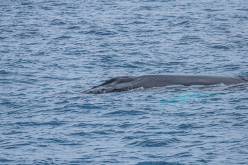 humpback whale watching in Atlantic Ocean