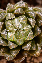 Top view of Succulent plant 