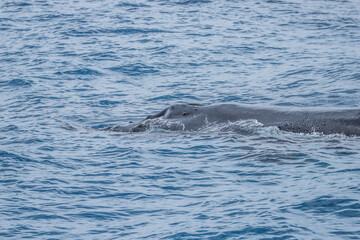 humpback whale watching in Atlantic Ocean