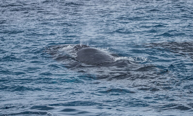 Fototapeta premium humpback whale watching in Atlantic Ocean