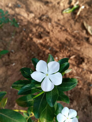 clover flower in the garden