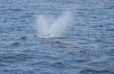 humpback whale watching in Atlantic Ocean