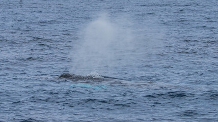 humpback whale watching in Atlantic Ocean