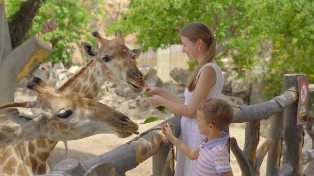 A young woman and her little son feed giraffes in a safari park