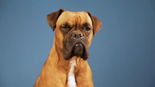 Boxer dog in the photo studio looking to camera on blue background