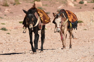 Fototapeta na wymiar Donkeys working as transport and pack animals in Petra, Jordan. Persistent animals used to transport tourists around the ancient Nabatean city in the mountains.
