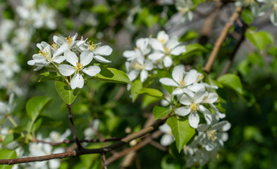 Apple branches covered with white flowers in spring. Beautiful appletree in bloom. Flower buds, close up. selective focus.