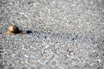 snail trail