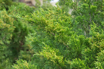 branch of a juicy green cypress. trees are grown in gardens and parks as ornamental plants.