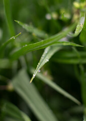 dew on grass