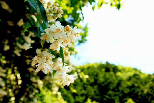 443 件の最適な 卯の花 画像 ストック写真 ベクター Adobe Stock 443 件の最適な 卯の花 画像 ストック写真 ベクター Adobe Stock