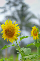 sunflower in the field