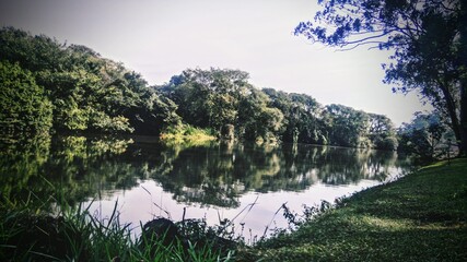 morning in the forest