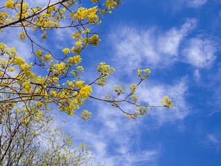 branches of maple in spring