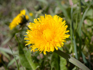 yellow dandelions in spring