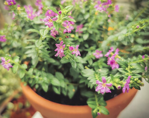 Fototapeta na wymiar False heather, Elfin herbor Cuphea hyssopifola in plant pot..Beautiful Pink purple little flower in plant pot..selective focus.