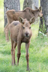 Naklejka na ściany i meble Cute Baby Moose in Alaska