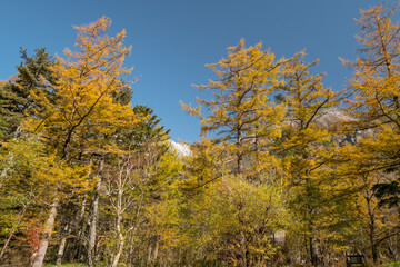 上高地・小梨平の紅葉