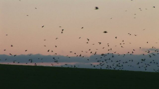 Crows in golden light flying in their thousands in the sky rural England UK