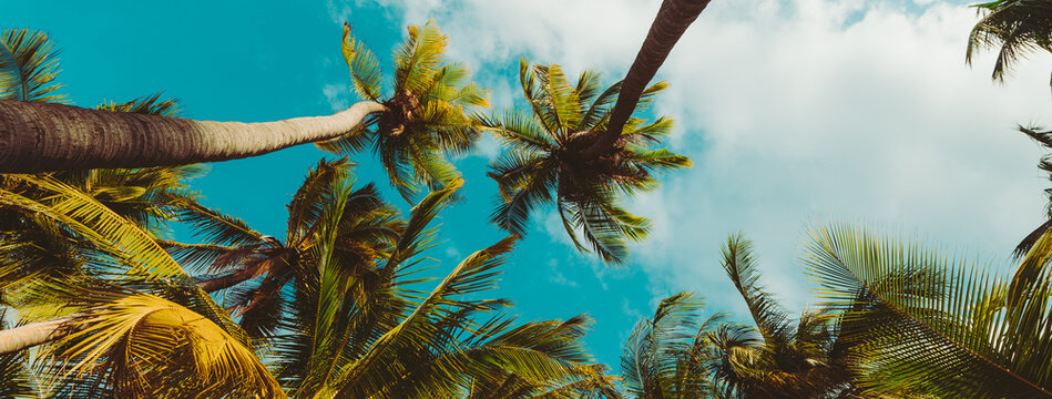palm tree on the beach summer cover banner concept background.