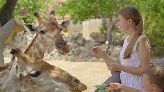 A young woman and her little son feed giraffes in a safari park