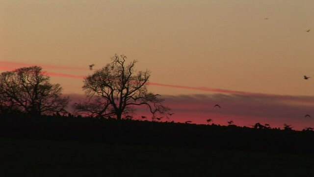 Crows and corvids flying in the evening winter sky over farmland of England UK