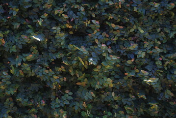 Fototapeta na wymiar foliage plant background. hedge wall of green leaves. 