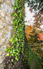 Green plants on the tree
