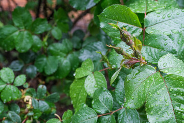 Green buds roses, drops of the water on the leaves, rainy weather greenery