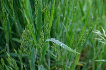 Grass with water drops on the leaves, rainy weather