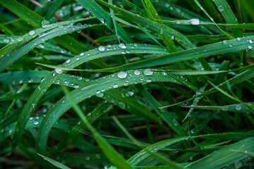 Grass with water drops on the leaves, rainy weather