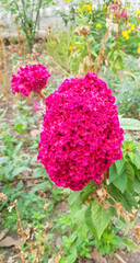 Red celosia cristata