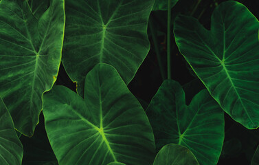 Green leaves of elephant ear in jungle. Green leaf texture with minimal pattern. Green leaves in...