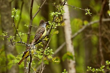 The Old World flycatchers are a large family,  The family includes 324 species and is divided into 51 genera.