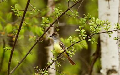 The Old World flycatchers are a large family,  The family includes 324 species and is divided into 51 genera.