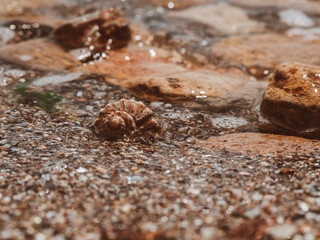beautiful shell of rapan on the sand on the black sea coast. seashell rapan by the sea