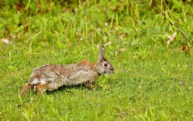 Wild rabit on the meadow. Natural scene from north America.