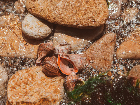 seashells rapans by the sea among stones and sand. a bunch of rapans on the seashore