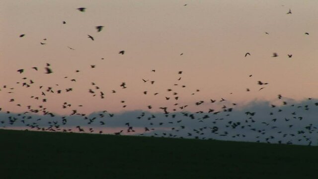 Crows and corvids flying in the evening winter sky over farmland of England UK