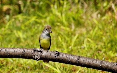 The Old World flycatchers are a large family,  The family includes 324 species and is divided into...