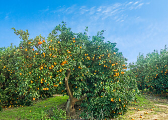 Garden with trees with ripe oranges