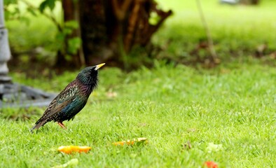 Starlings are small to medium-sized passerine birds are known as glossy starlings because of their iridescent plumage.
