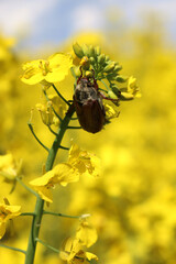 May bug on a branch of flowering rapeseed