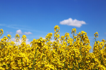 Field of blooming rapeseed against the sky with clouds.