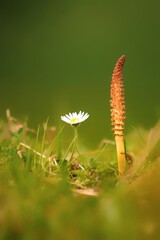 Spring wild flower