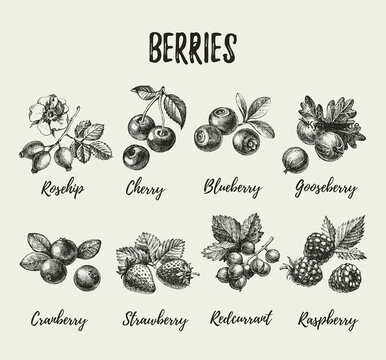 Hand drawn sketch berries set. Vector illustration of eco food