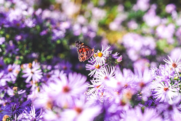 butterfly on a flower