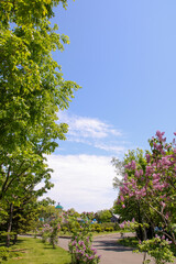 花、植物、自然、満開、花壇、庭、緑、葉、木、青空、空