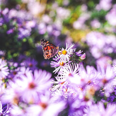 butterfly on flower
